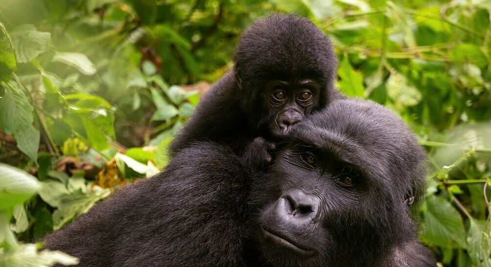 gorilla trekking Rwanda vs Uganda