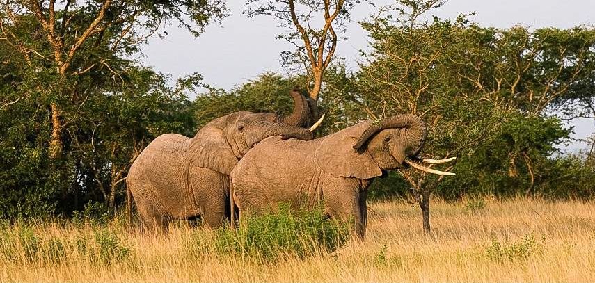 Elephants, Budget Uganda safaris