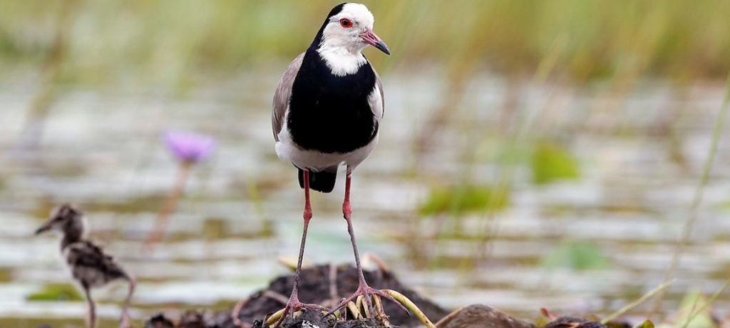 Long-toed lapwing in Mabamba Swamp