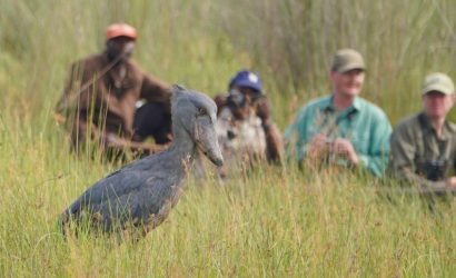 1 Day Mabamba Birding Tour – Shoebills & Boat  Ride