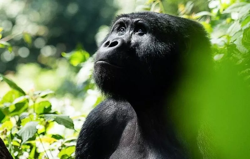 Uganda gorilla trekking Cost