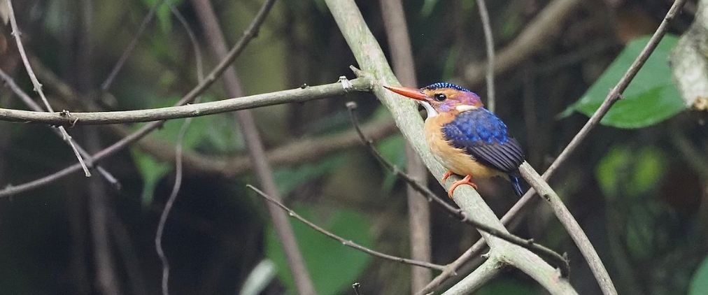 Best Places To See Birds of Uganda