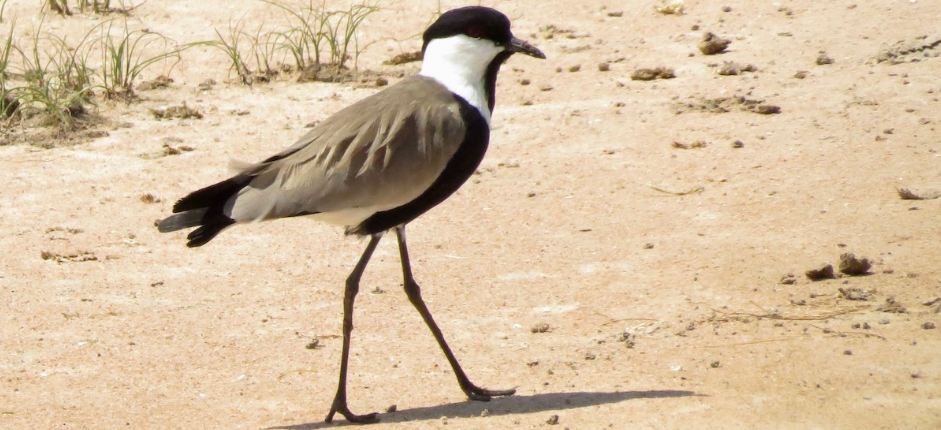 Best Places To See Birds of Uganda