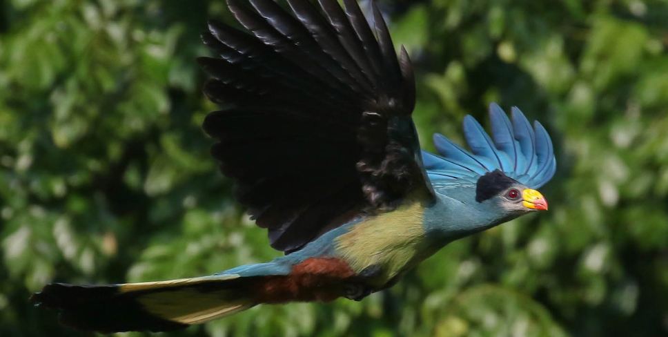 Best Places To See Birds of Uganda