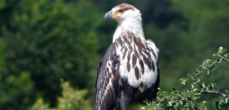 Best Places To See Birds of Uganda
