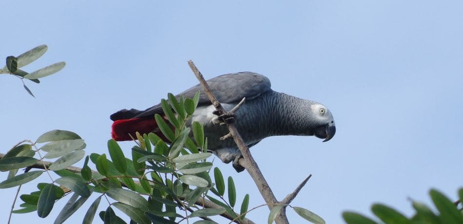 Best Places To See Birds of Uganda