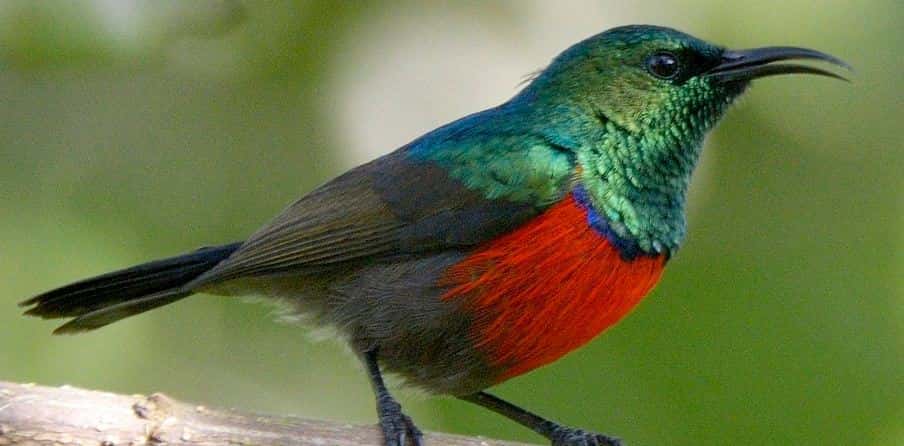 Best Places To See Birds of Uganda