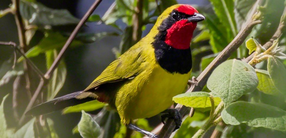 Best Places To See Birds of Uganda