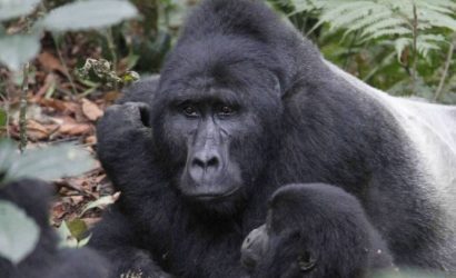 14-Day Budget-Friendly Uganda Safari, Gorillas, Chimps, Wildlife & More!