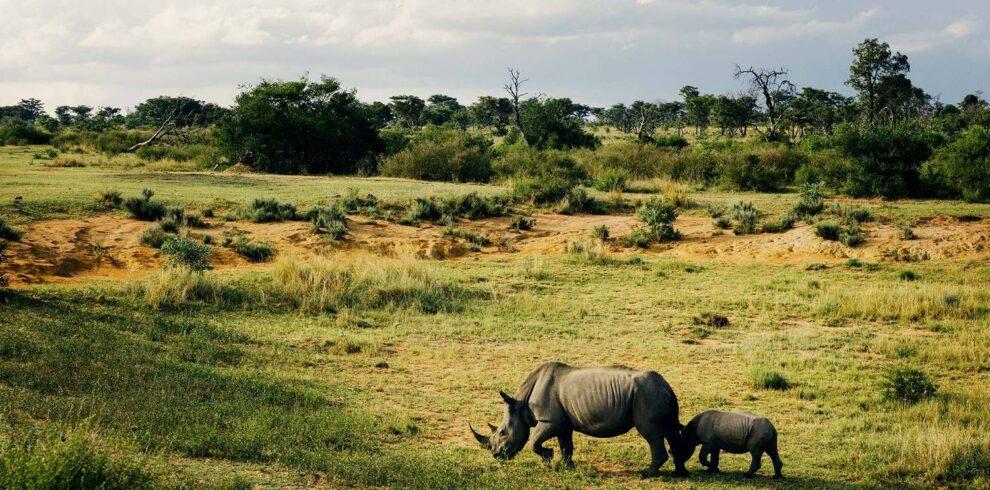 10 days Uganda wildlife safari