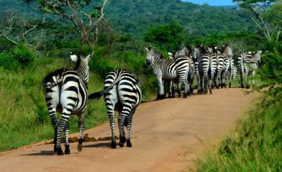 2 Days Lake Mburo Wildlife, Boat Cruise, & Walking Safari