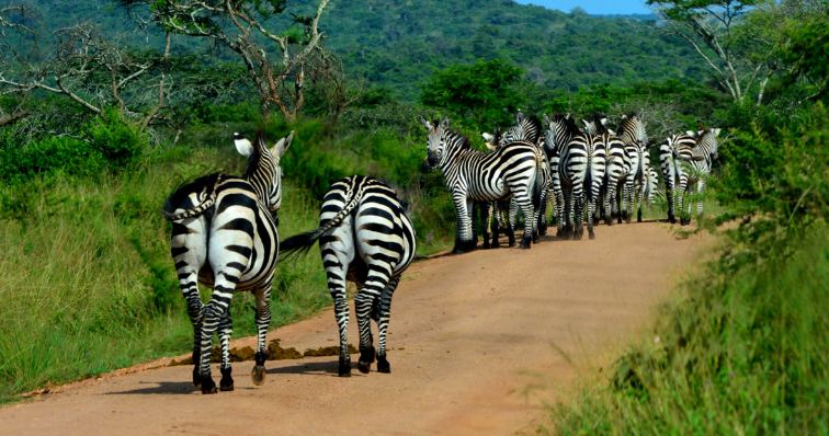 animals of Uganda