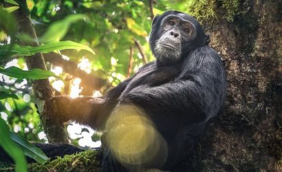 3-Day Kibale Chimp Trekking Tour, Uganda