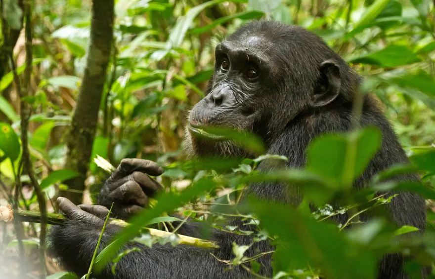 Budongo Forest: Primates, Birds & More