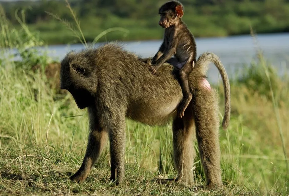 Olive baboon in Murchison Falls National Park