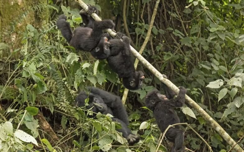 4 Day Uganda Gorillas Flying Safari