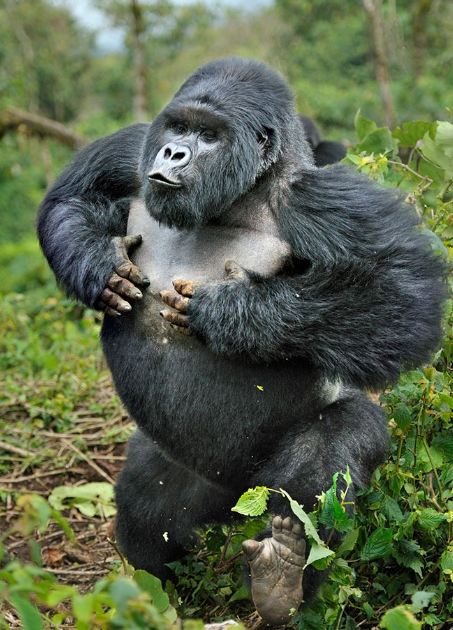 Uganda gorilla safaris