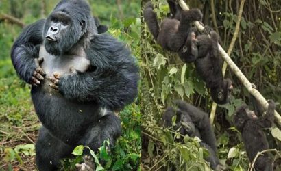3 Day Gorilla Trekking Uganda tour