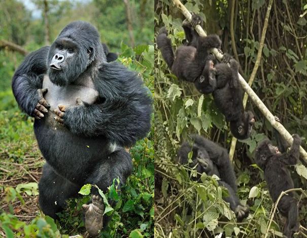 3 Day Gorilla Trekking Uganda Tour
