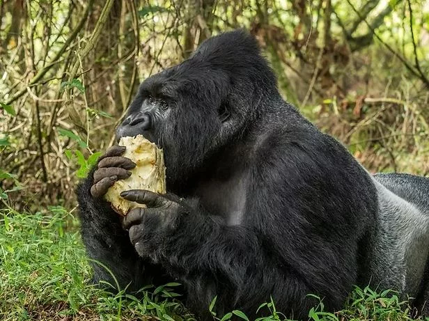 5 Days Uganda Gorillas, Chimps, Wildlife, & Cultural Tour
