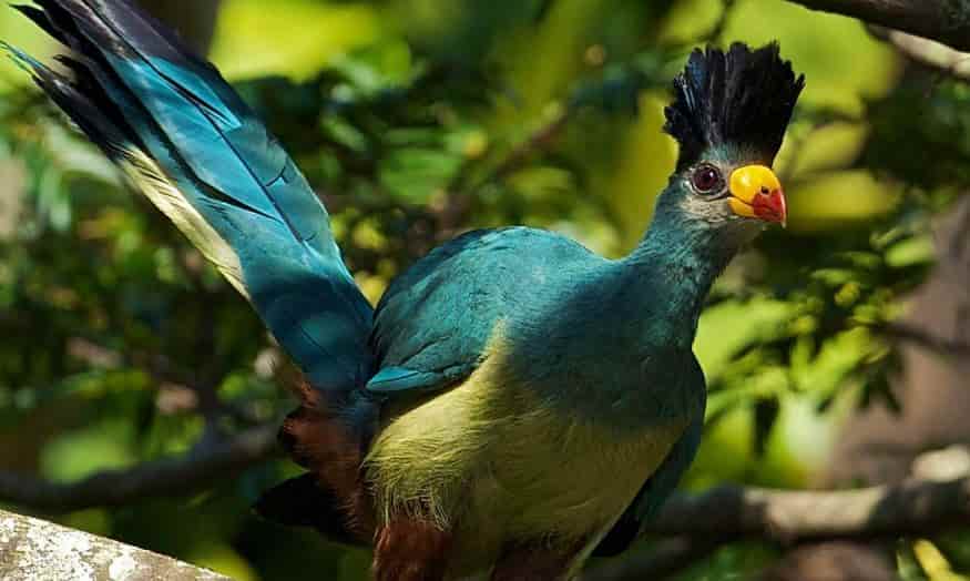 5 Days Uganda Birding Tour - Sheobills & Green Breasted Pitta