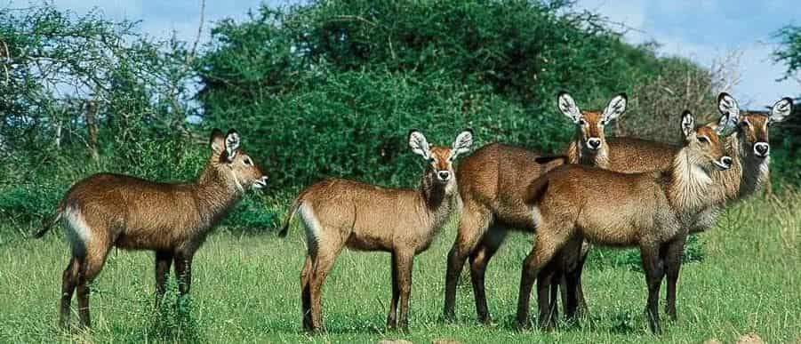 A herd of Waterbucks in Murchison Falls National Park