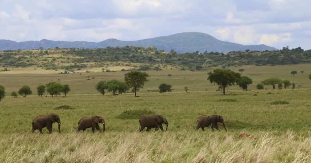 A herd of elephants in Kidepo National Park