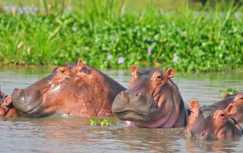 A pod of Hippo in River Nile, Murchison Falls National Park