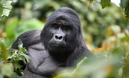 Best Time to Visit Gorillas in Uganda