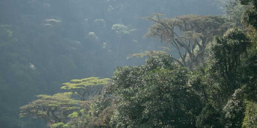 Best Time To Visit Gorillas In Uganda