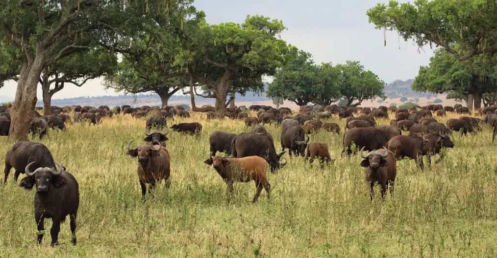 Buffalos In Kidepo National Park