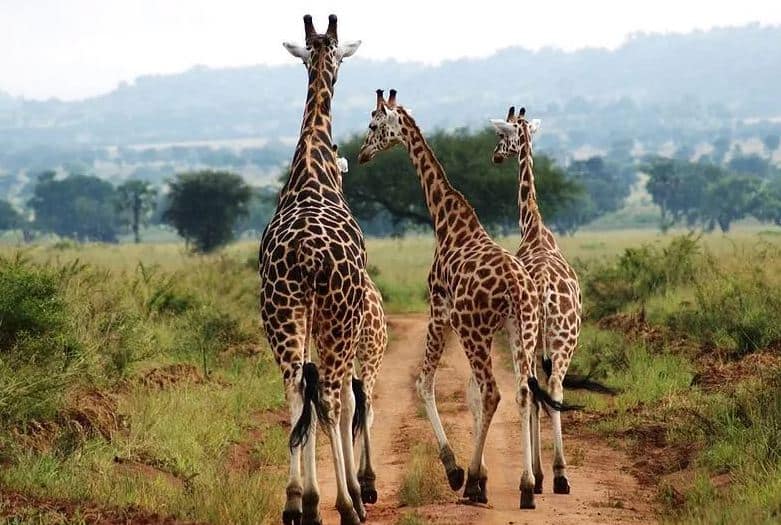 Giraffes In Kidepo National Park