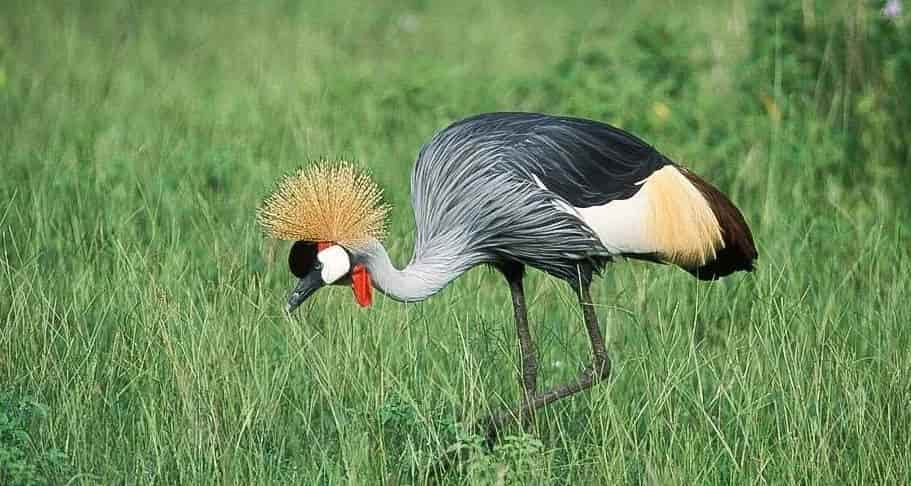 Grey crowned crane in Lake Mburo National Park