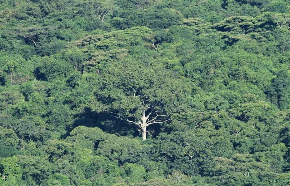 Kibale Forest National Park-min
