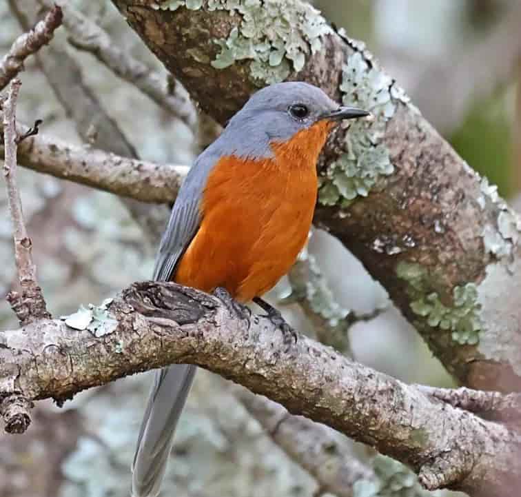 Kidepo National Park birding
