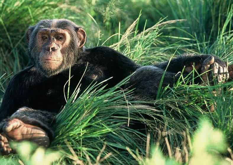 Ngamba Island Chimpanzee Sanctuary