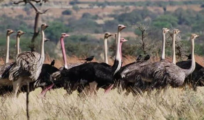 Ostriches In Kidepo National Park