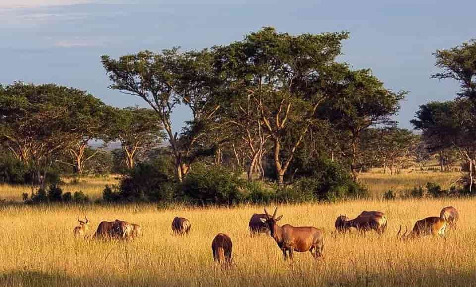 Queen Elizabeth National Park-min