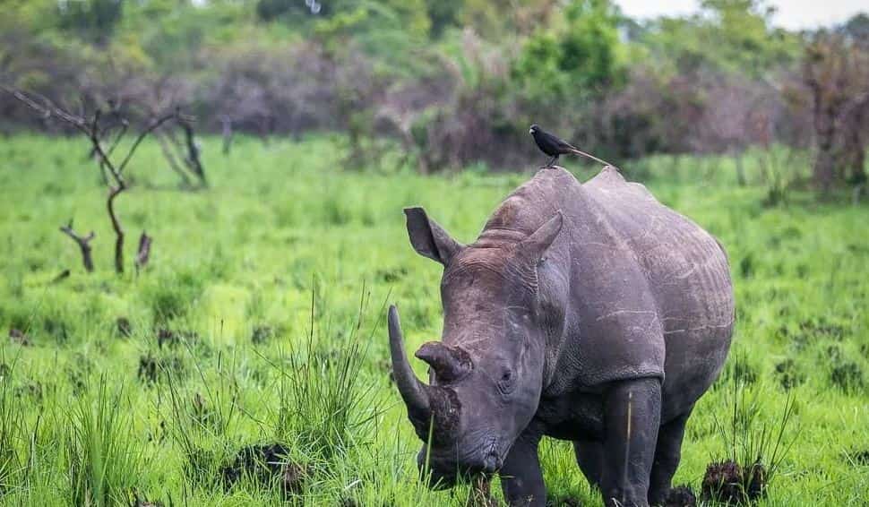 Rhino In Ziwa Rhino Sanctuary-min-min
