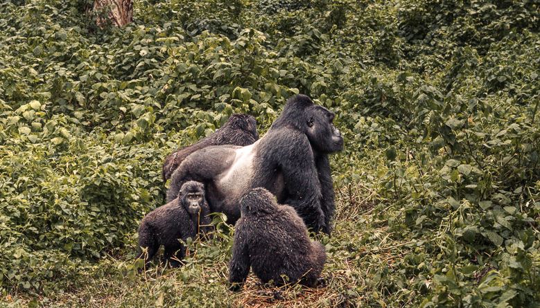 The Mountain Gorilla Facts