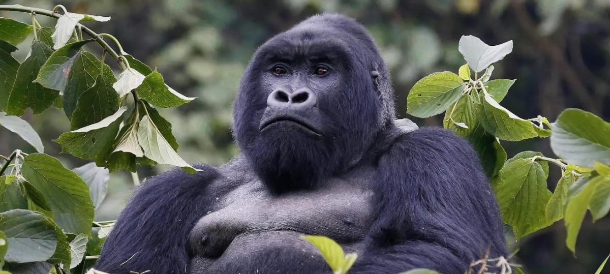 The Mountain Gorilla Facts