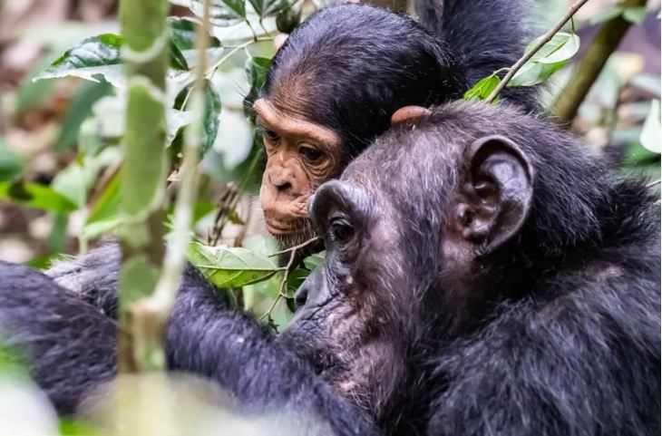 Kibale Forest chimpanzee trekking