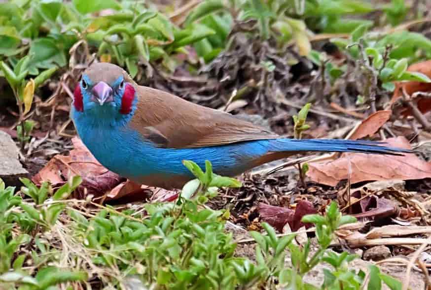 bird watching in Kidepo National Park