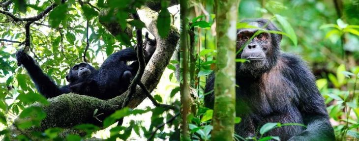 chimpanzee trekking in Uganda