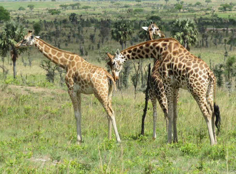 A herd of giraffes in Murchison Falls National Park