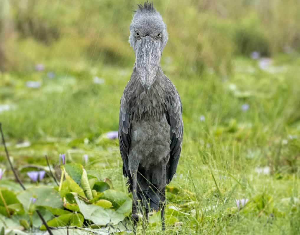 A sheobill photographed in Semuliki Valley