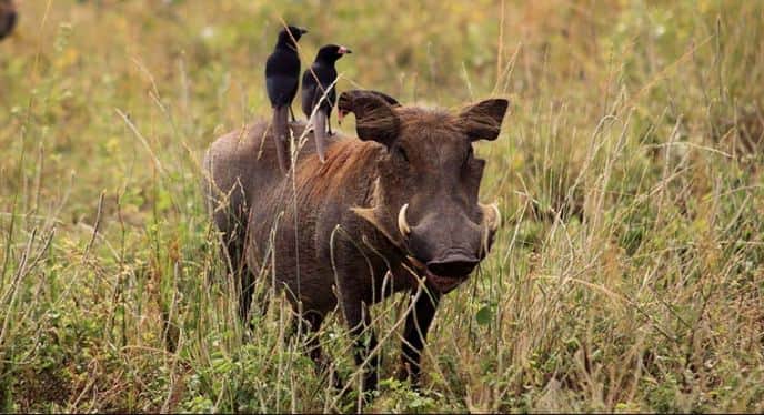 Common warthog In Murchison Falls National Park