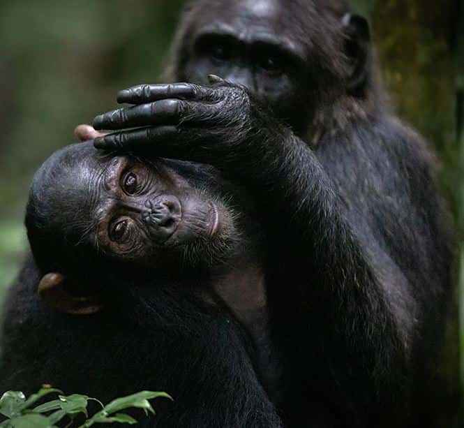 14-Day Budget-Friendly Uganda Safari