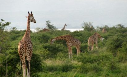 4-Day Murchison Falls Wildlife Safari: Big Five, Big Game, Chimpanzees, Shoebills, & More!