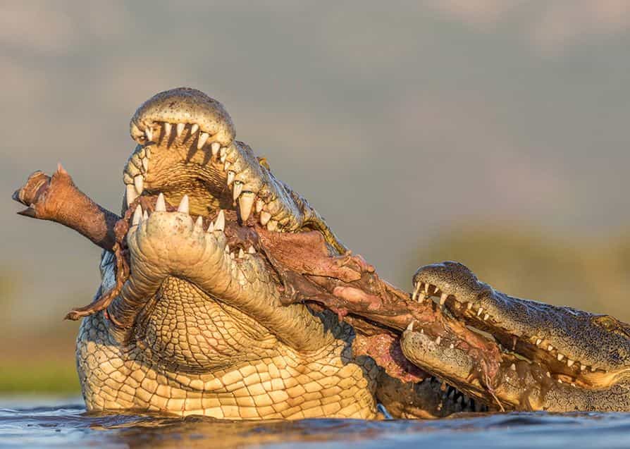 Nile Crocodiles In Murchison Falls National Park